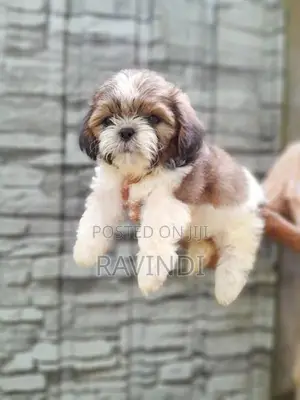 Shih Tzu Puppies