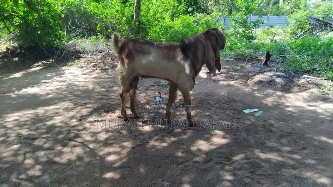 கிடாய் ஆடு