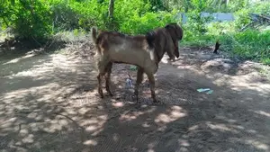 கிடாய் ஆடு