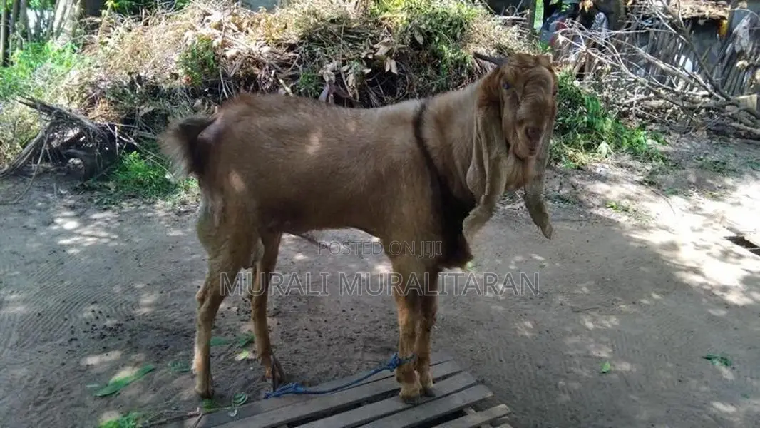 கிடாய் ஆடு