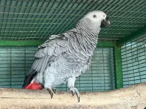 African Grey Female