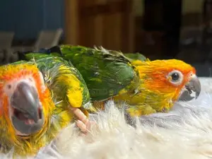 Sun Conure Chicks