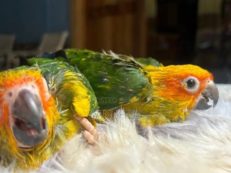 Sun Conure Chicks
