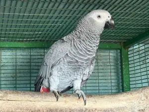 African Grey Female