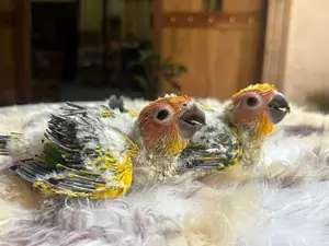 Sun Conure Chicks