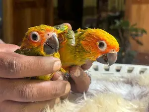 Sun Conure Chicks