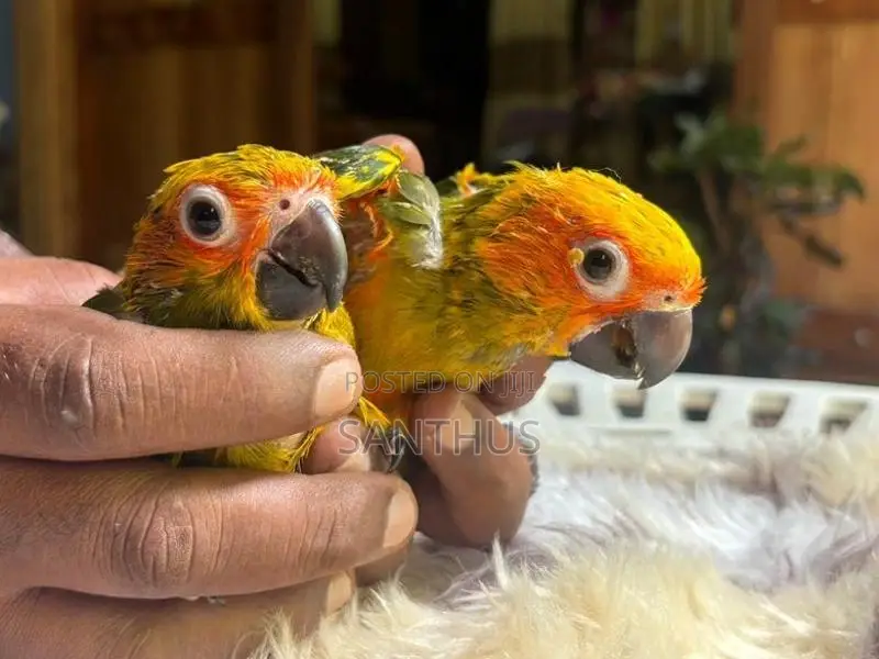 Sun Conure Chicks