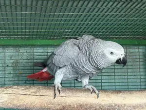African Grey Female