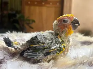 Sun Conure Chicks
