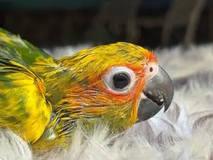 Sun Conure Chicks