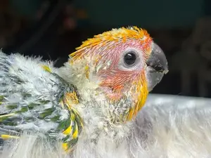 Sun Conure Chicks