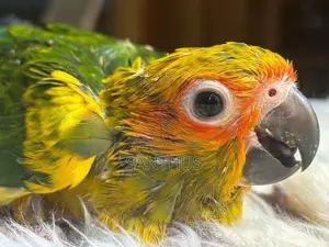 Sun Conure Chicks