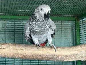 African Grey Female