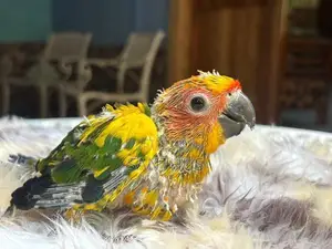 Sun Conure Chicks