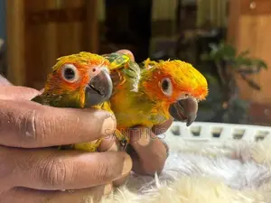 Sun Conure Chicks
