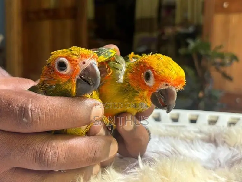 Sun Conure Chicks