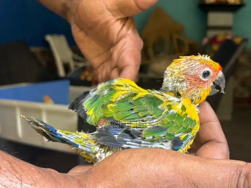 Sun Conure Chicks