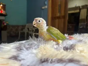 Pineapple Conure Chicks