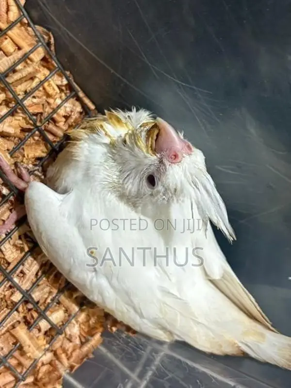 Cockatiel Chicks