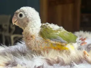 Pineapple Conure Chicks
