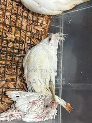 Cockatiel Chicks