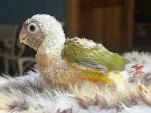 Pineapple Conure Chicks