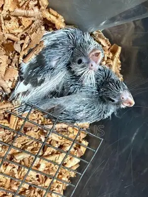Cockatiel Chicks