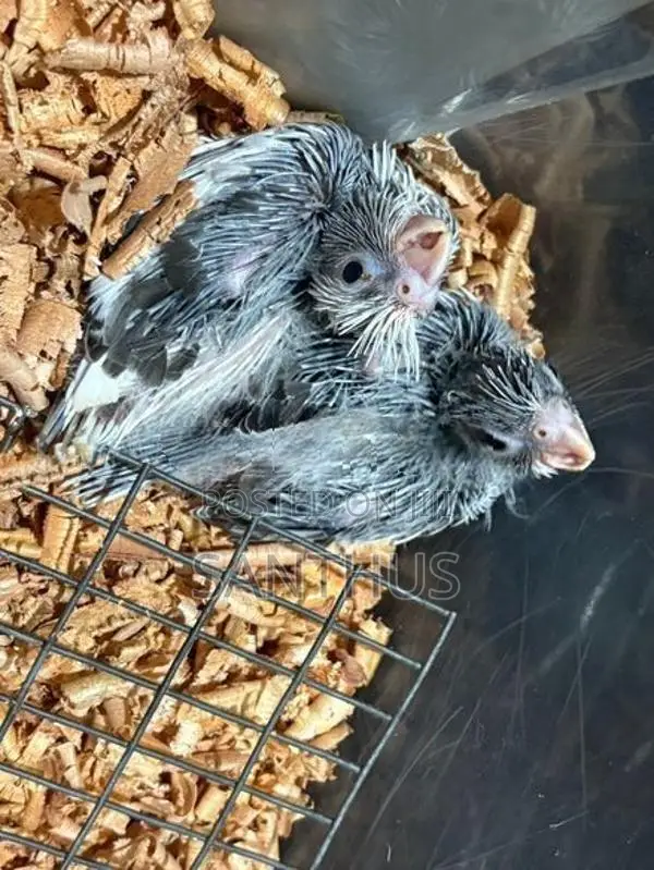 Cockatiel Chicks