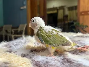 Pineapple Conure Chicks