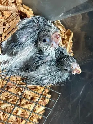 Cockatiel Chicks