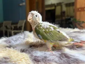 Pineapple Conure Chicks