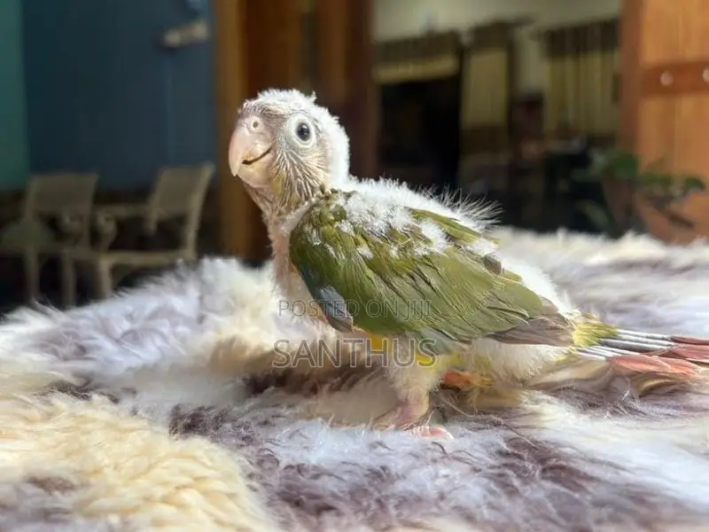 Pineapple Conure Chicks