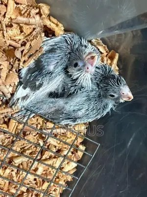 Cockatiel Chicks