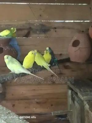 Love Bird