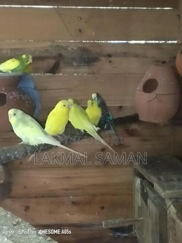 Love Bird