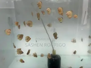 Discus Fish