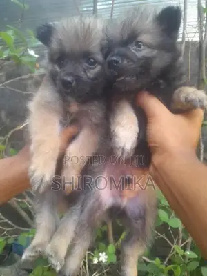 Pomeranian Puppies