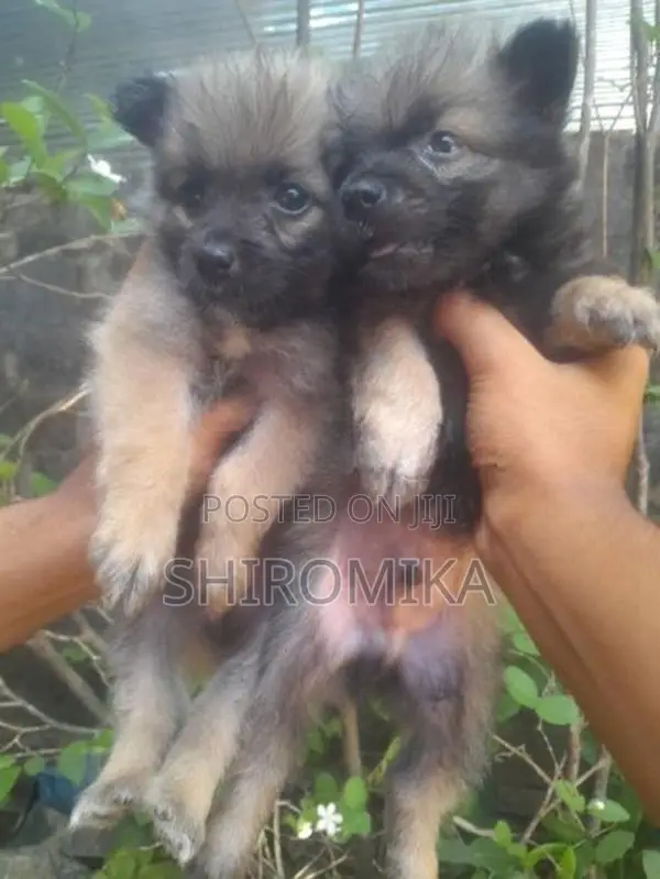 Pomeranian Puppies