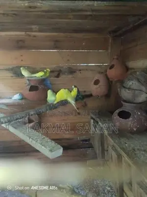 Love Bird
