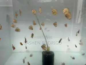 Discus Fish