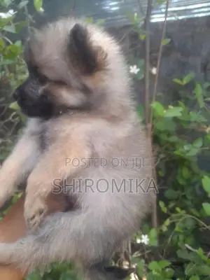 Pomeranian Puppies