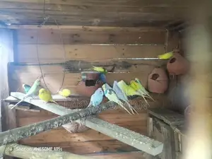 Love Bird