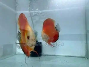Discus Fish
