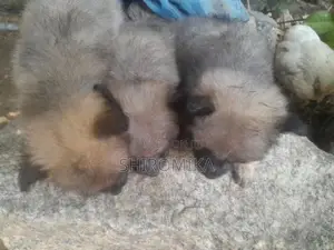 Pomeranian Puppies