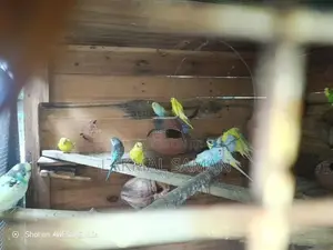Love Bird