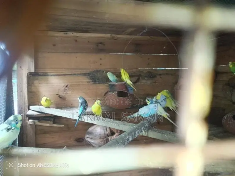 Love Bird