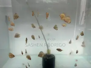 Discus Fish