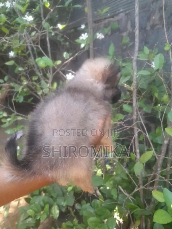 Pomeranian Puppies