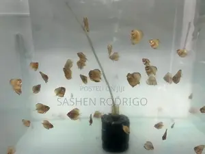 Discus Fish