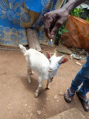 Farm Goat